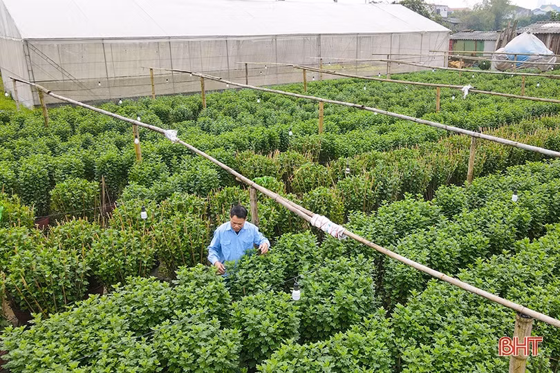 Làng hoa, làng rau Hà Tĩnh “hối hả” vào mùa cao điểm