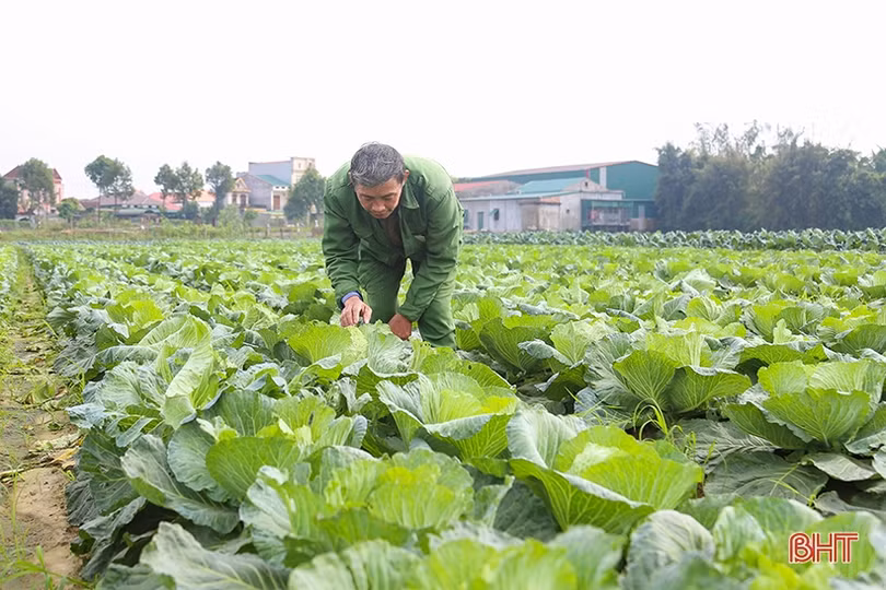 Làng hoa, làng rau Hà Tĩnh “hối hả” vào mùa cao điểm
