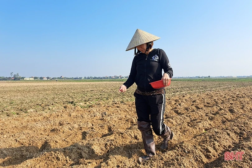 Nông dân Nghi Xuân ra đồng gieo trỉa ngô vụ xuân năm 2023