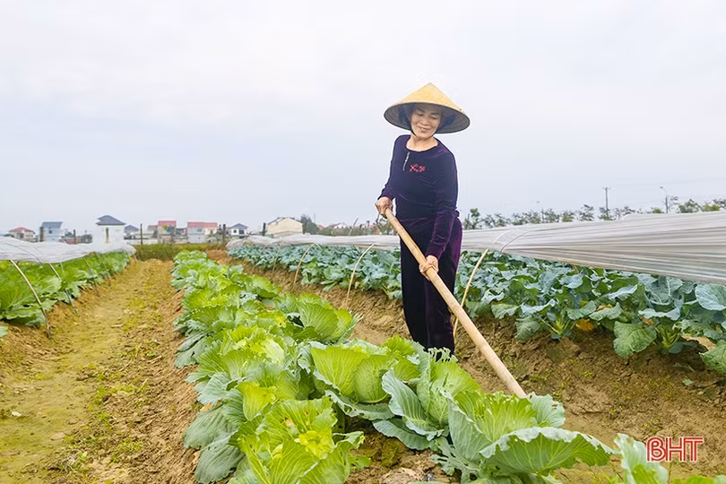 Làng hoa, làng rau Hà Tĩnh “hối hả” vào mùa cao điểm