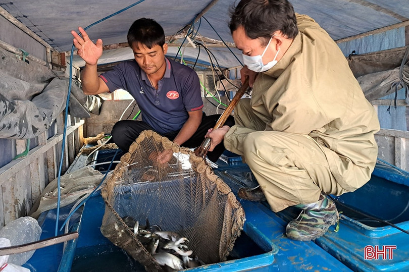 Thả 2 tấn cá giống xuống Vực Rào ở Nghi Xuân 