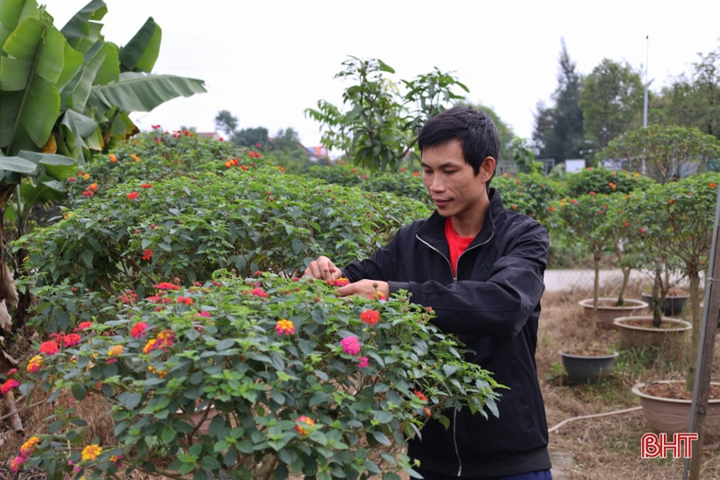 Hà Tĩnh: Hoa, cây cảnh có ý nghĩa phong thủy, tài lộc hút khách