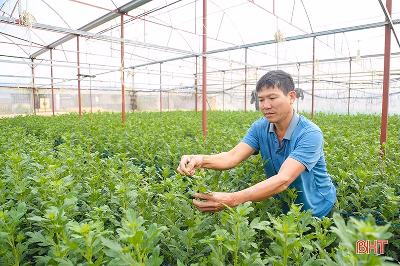 Làng hoa, làng rau Hà Tĩnh “hối hả” vào mùa cao điểm