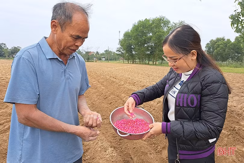 Nông dân Nghi Xuân ra đồng gieo trỉa ngô vụ xuân năm 2023