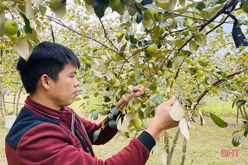 “Lạc lối” trong vườn táo trĩu quả của anh nông dân Hà Tĩnh
