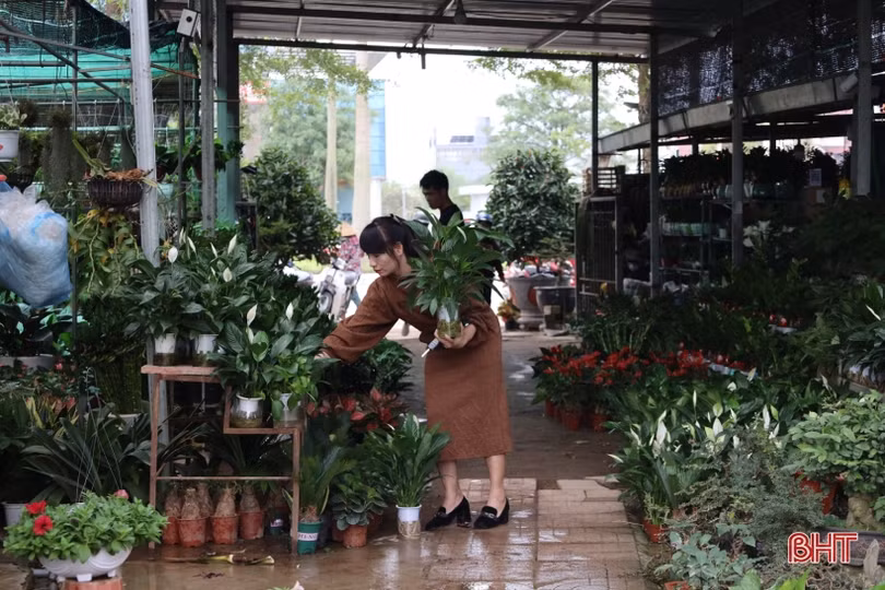 Hà Tĩnh: Hoa, cây cảnh có ý nghĩa phong thủy, tài lộc hút khách