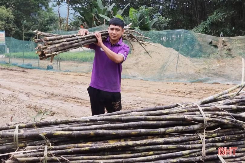 Làng mật mía hơn 50 năm tuổi ở Hà Tĩnh đỏ lửa ngày đêm vẫn “cháy hàng”