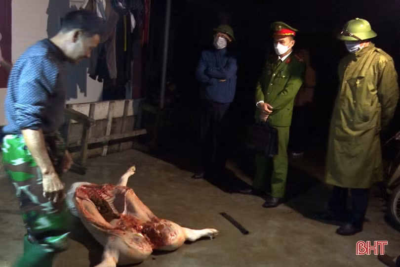 Xử phạt 21 triệu đồng 3 hộ giết mổ gia súc tại nhà