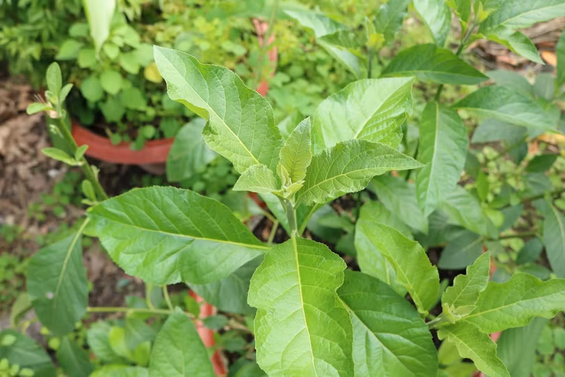 Thuốc giảm đau bào chế từ lá đắng