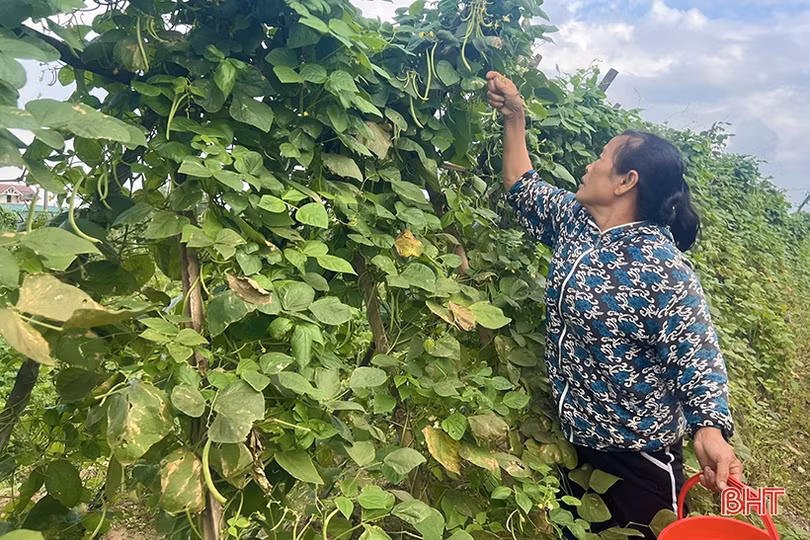 Nguồn cung ổn định nhưng giá rau xanh tại Hà Tĩnh vẫn không “giảm sâu”