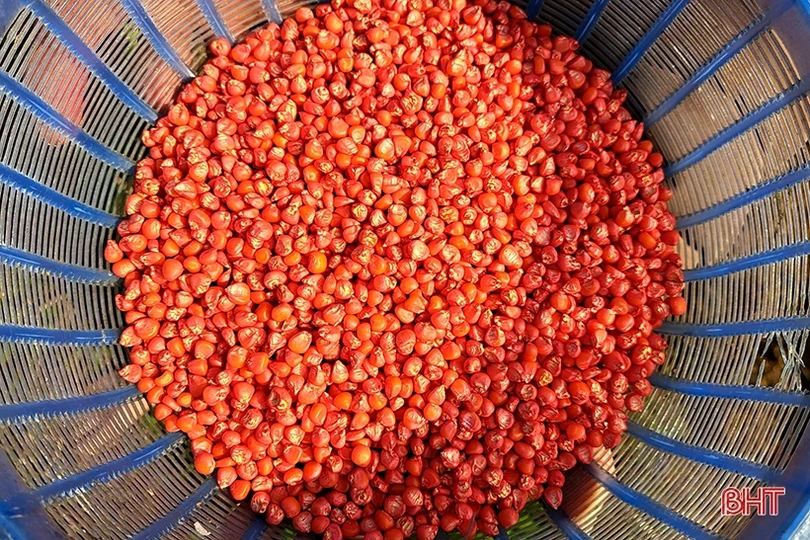 Nông dân Nghi Xuân ra đồng gieo trỉa ngô vụ xuân năm 2023