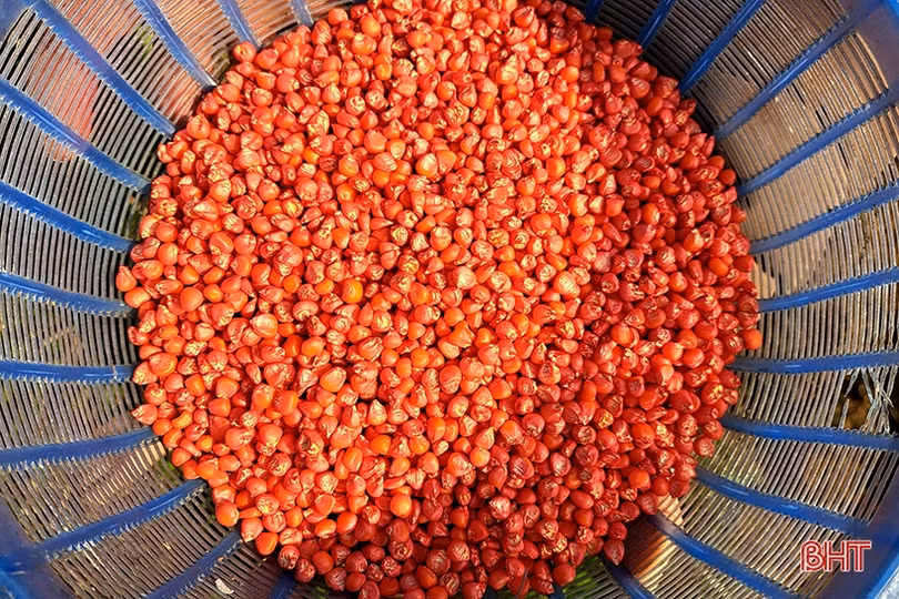 Nông dân Nghi Xuân ra đồng gieo trỉa ngô vụ xuân năm 2023