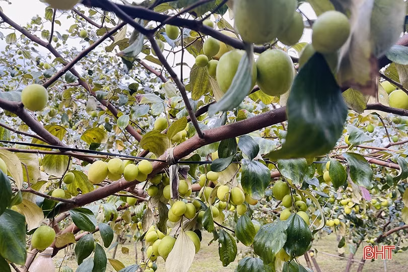 “Lạc lối” trong vườn táo trĩu quả của anh nông dân Hà Tĩnh