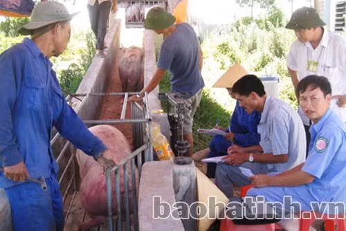 Năm 2013, trang trại của ông Bình xuất chuồng 2 lứa lợn, thu 1,3 tỷ đồng