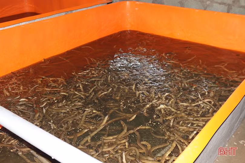 Khởi nghiệp bằng nuôi lươn không bùn