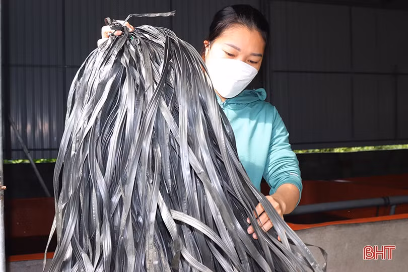 Khởi nghiệp bằng nuôi lươn không bùn