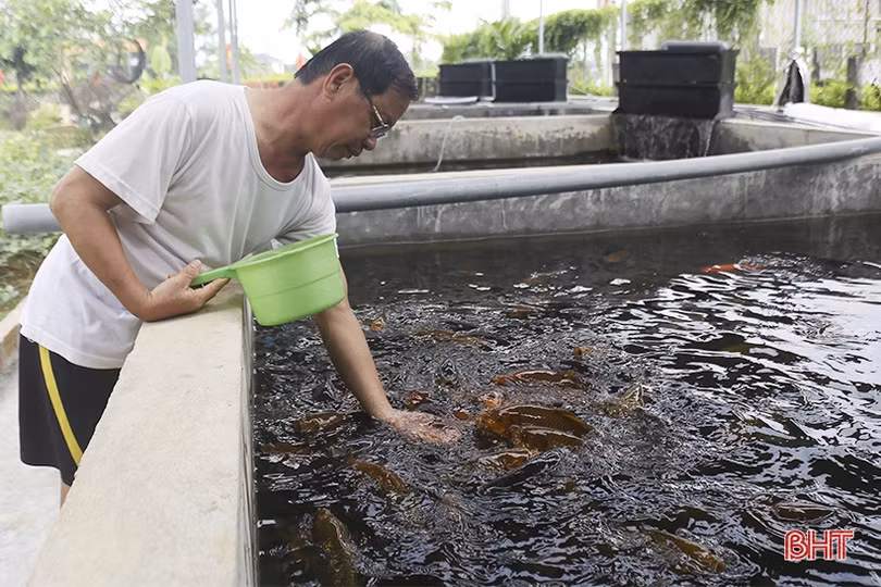 Nuôi cá Koi Nhật Bản, cựu chiến binh ở Hà Tĩnh thu lãi cao