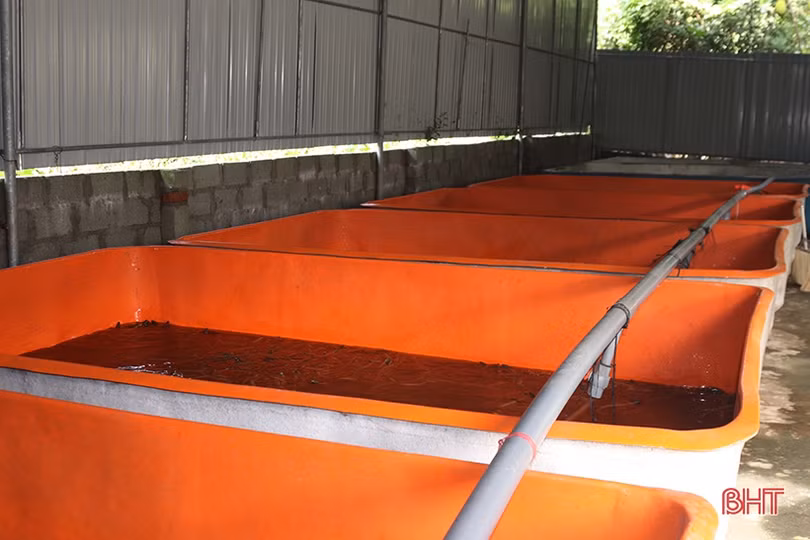 Khởi nghiệp bằng nuôi lươn không bùn