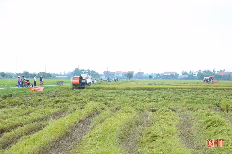 Nông dân Hà Tĩnh khẩn trương thu hoạch lúa xuân để tránh mưa lớn
