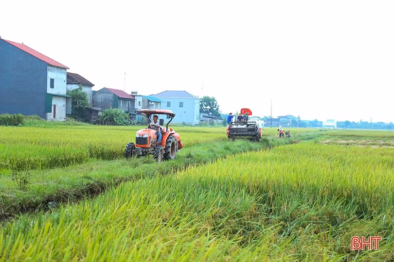 Nông dân Hà Tĩnh tốc lực thu hoạch lúa xuân