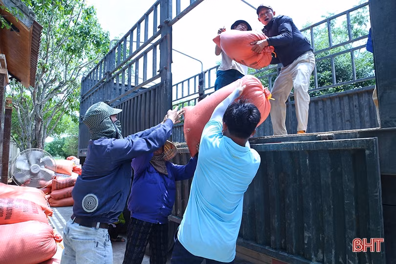 Giá thu mua lúa tươi giảm, nông dân Hà Tĩnh “kém” vui