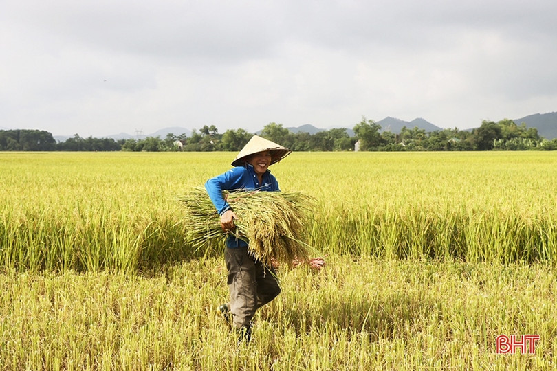 Mùa vui trên những cánh đồng Đức Thọ