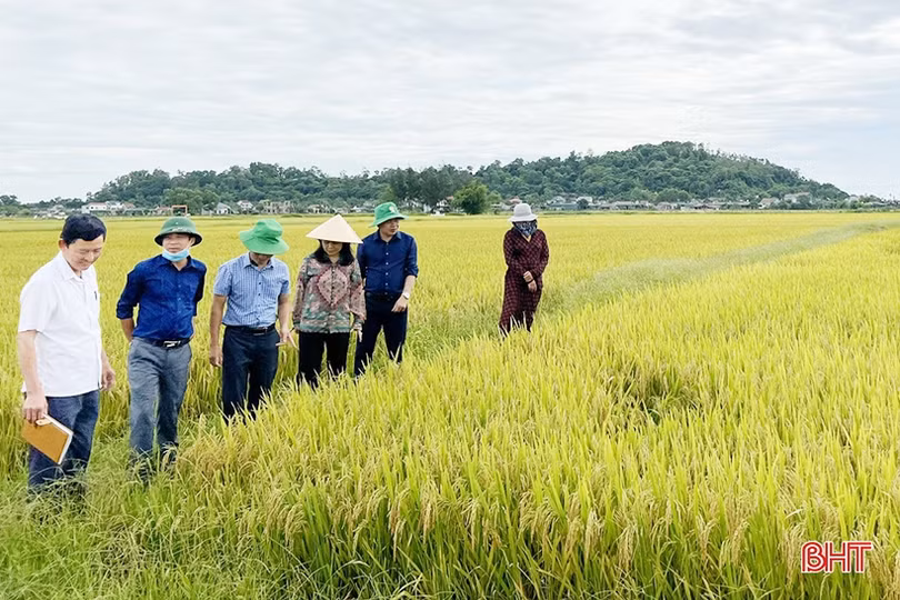 Cẩm Xuyên thu hoạch lúa vụ xuân đạt khoảng 70% diện tích