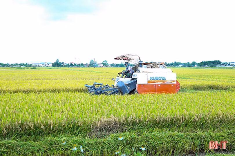 Nông dân Hà Tĩnh khẩn trương thu hoạch lúa xuân để tránh mưa lớn