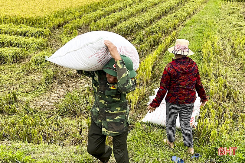 Mùa vui trên những cánh đồng Đức Thọ