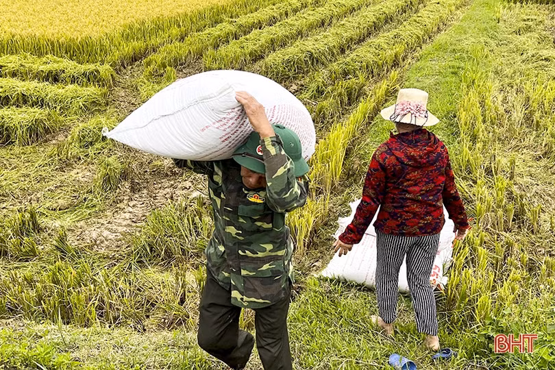 Mùa vui trên những cánh đồng Đức Thọ
