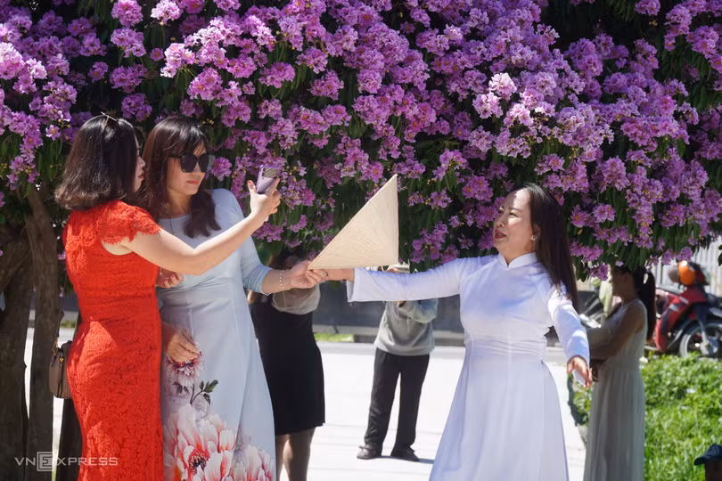 Cây bằng lăng hút khách ở Bình Thuận