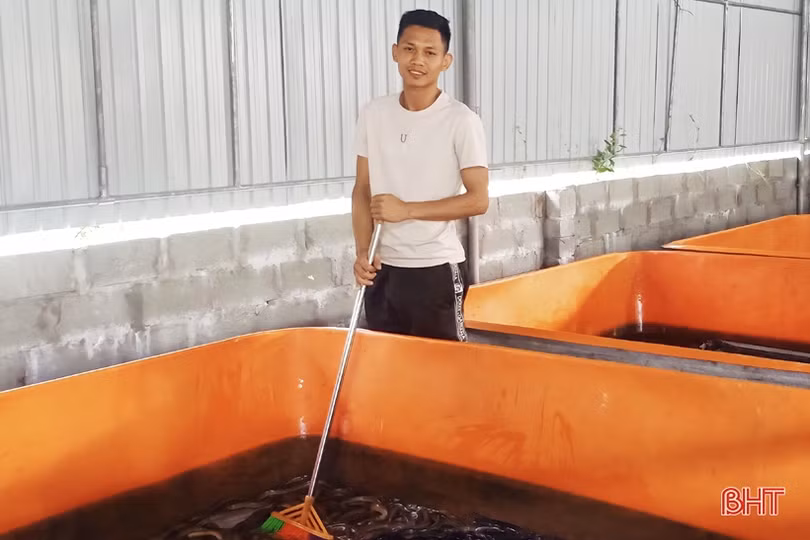 Khởi nghiệp bằng nuôi lươn không bùn