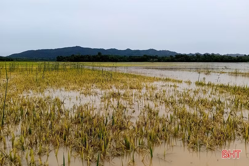 Hà Tĩnh: Nhiều diện tích lúa bị ngập úng, đổ gãy sau mưa lớn