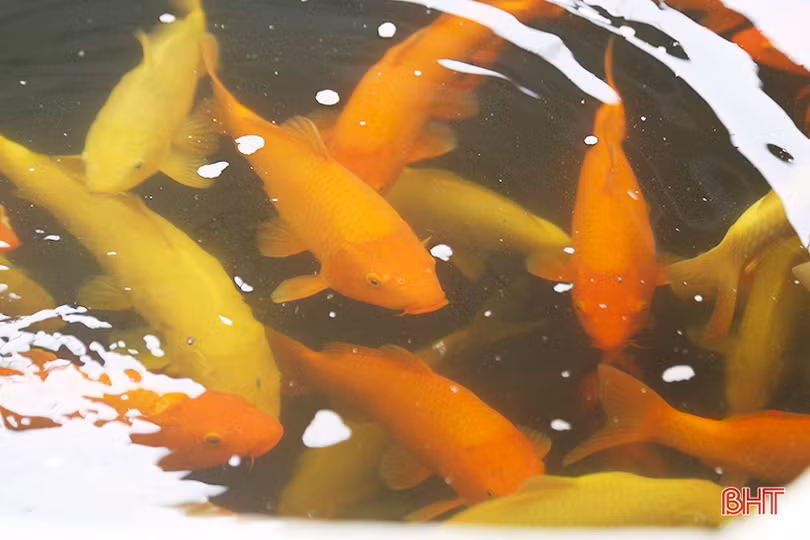 Nuôi cá Koi Nhật Bản, cựu chiến binh ở Hà Tĩnh thu lãi cao