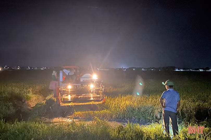 Nông dân Hà Tĩnh khẩn trương thu hoạch lúa xuân để tránh mưa lớn
