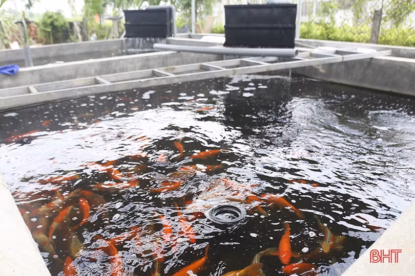 Nuôi cá Koi Nhật Bản, cựu chiến binh ở Hà Tĩnh thu lãi cao