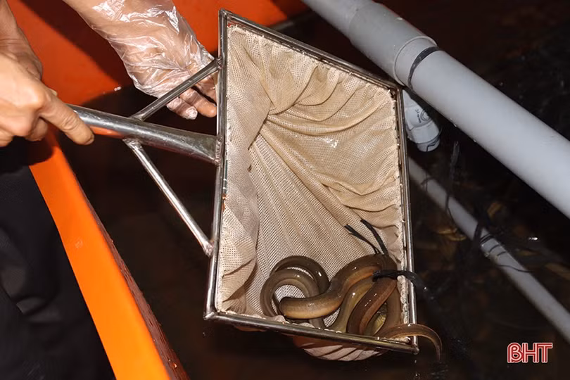 Khởi nghiệp bằng nuôi lươn không bùn