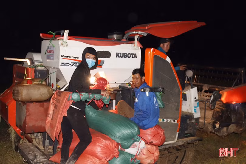 Nông dân Hà Tĩnh tranh thủ gặt đêm, đẩy nhanh tiến độ thu hoạch