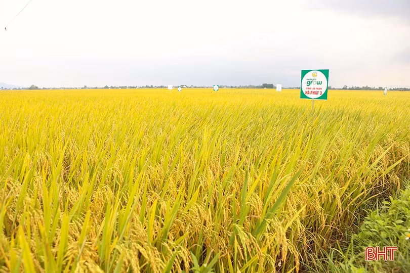 “Đồng lúa hẹn hò những mùa gặt”...