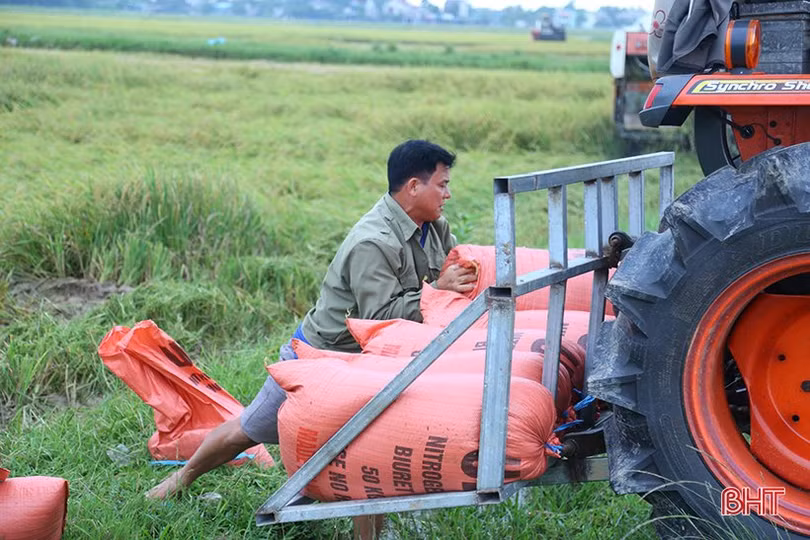 Nông dân Hà Tĩnh tốc lực thu hoạch lúa xuân