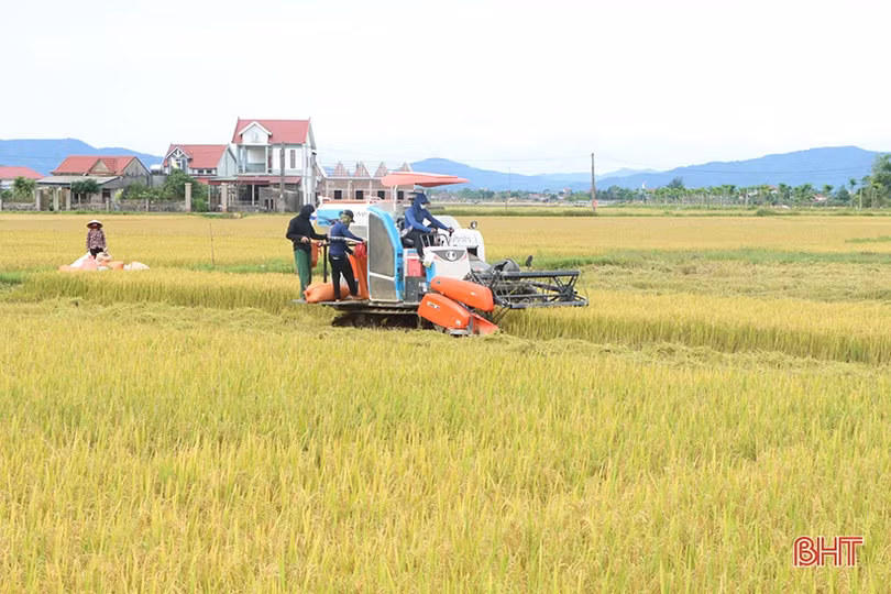 Cẩm Xuyên thu hoạch lúa vụ xuân đạt khoảng 70% diện tích