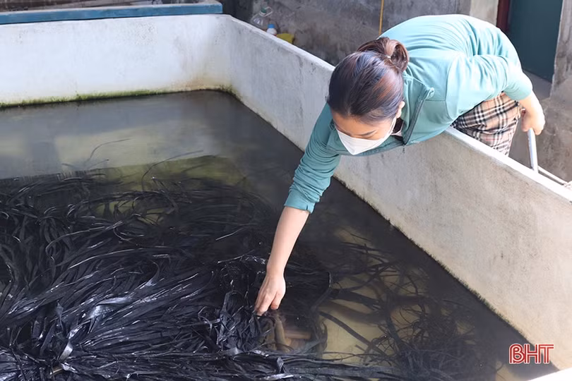 Khởi nghiệp bằng nuôi lươn không bùn