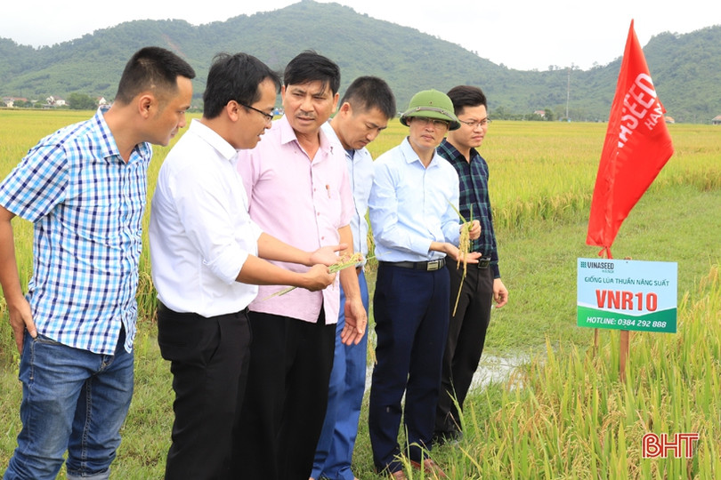 Nghi Xuân tiếp tục mở rộng, theo dõi các giống cây trồng triển vọng