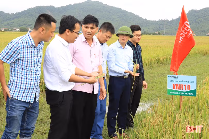 Nghi Xuân tiếp tục mở rộng, theo dõi các giống cây trồng triển vọng