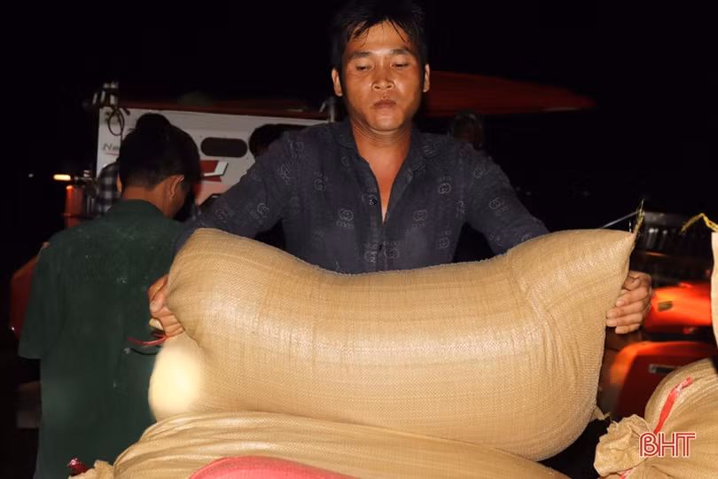 Nông dân Hà Tĩnh tranh thủ gặt đêm, đẩy nhanh tiến độ thu hoạch