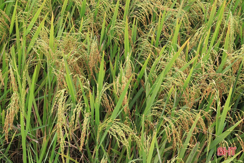 Nghi Xuân tiếp tục mở rộng, theo dõi các giống cây trồng triển vọng