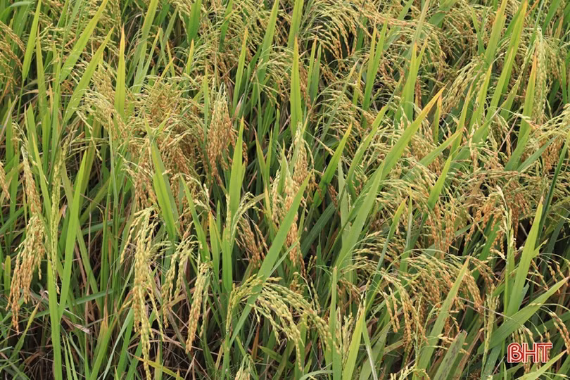 Nghi Xuân tiếp tục mở rộng, theo dõi các giống cây trồng triển vọng