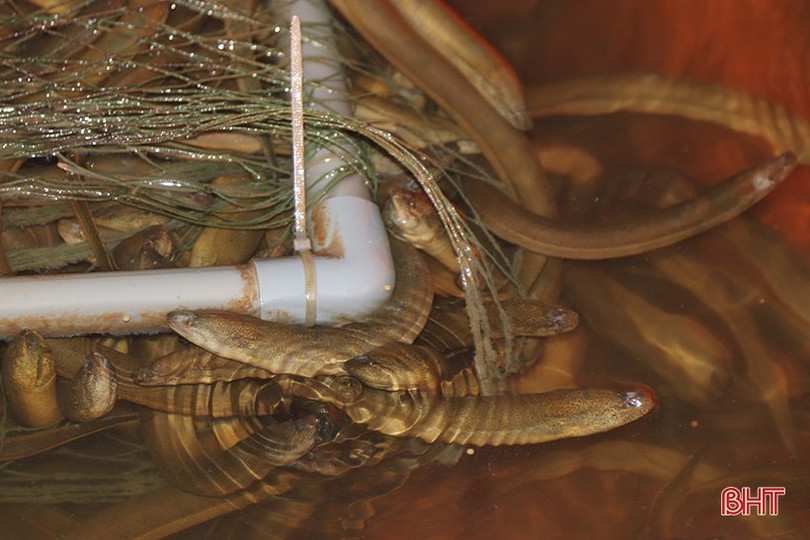 Khởi nghiệp bằng nuôi lươn không bùn ảnh 4 Khởi nghiệp bằng nuôi lươn không bùn