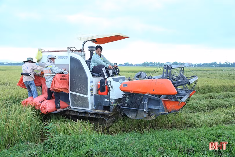 Giá thu mua lúa tươi giảm, nông dân Hà Tĩnh “kém” vui