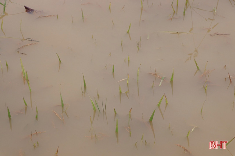 Tập trung giúp nông dân Vũ Quang tháo úng, thu hoạch lúa sau khi nước rút